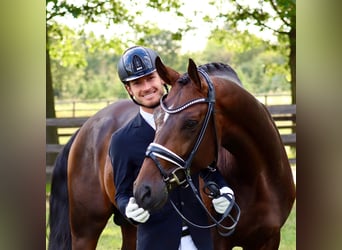 Hanoverian, Stallion, 9 years, 16,1 hh, Bay-Dark