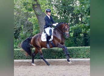 Hanoverian, Stallion, 9 years, 16,1 hh, Bay-Dark