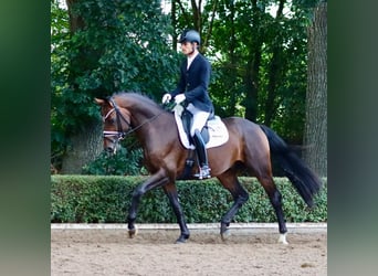 Hanoverian, Stallion, 9 years, 16,1 hh, Bay-Dark