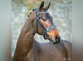 Hanoverian, Stallion, 9 years, 17 hh, Brown