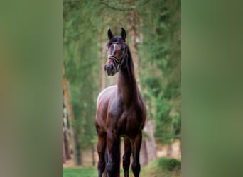 Hanoverian, Stallion, 7 years, 17.2 hh, Bay-Dark