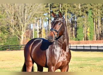 Hanoverian, Stallion, 6 years, 16.2 hh, Bay-Dark