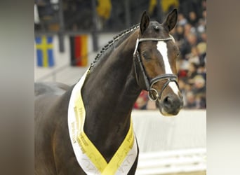 Hanoverian, Stallion, 14 years, 16.2 hh, Bay-Dark