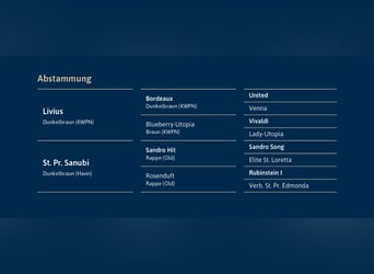 Hanoverian, Stallion, 3 years, 16.1 hh, Bay-Dark