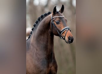 Hanoverian, Stallion, 9 years, 16.1 hh, Bay-Dark