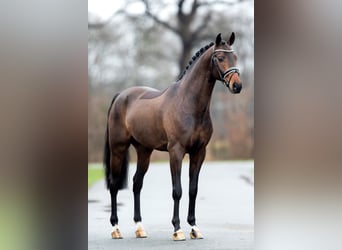 Hanoverian, Stallion, 9 years, 16.1 hh, Bay-Dark