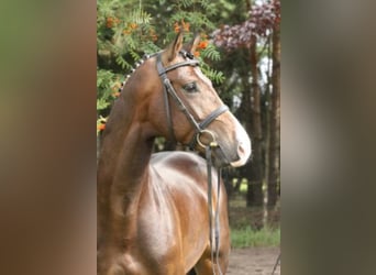 Hanoverian, Stallion, 17 years, 16.2 hh, Bay-Dark