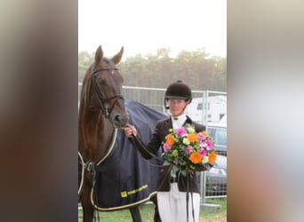 Hanoverian, Stallion, 31 years, 16 hh, Bay-Dark