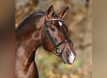 Hanoverian, Stallion, 23 years, 16.1 hh, Bay-Dark