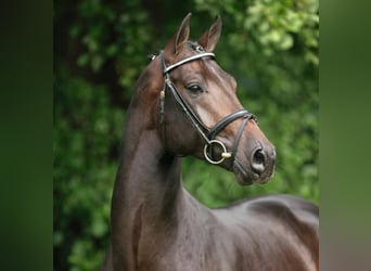 Hanoverian, Stallion, 21 years, 16.2 hh, Bay-Dark