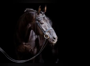 Hanoverian, Stallion, 27 years, 16.2 hh, Black