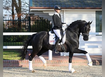 Hanoverian, Stallion, 9 years, 16.3 hh, Black