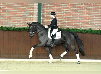Hanoverian, Stallion, 6 years, 16.3 hh, Black
