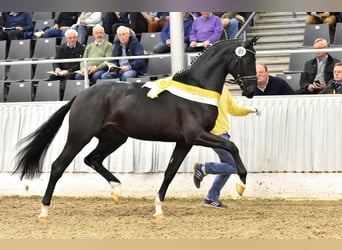 Hanoverian, Stallion, 10 years, 16.1 hh, Black