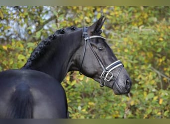 Hanoverian, Stallion, 9 years, 16.3 hh, Black