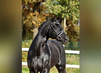 Hanoverian, Stallion, 17 years, 16.3 hh, Black