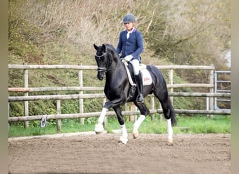 Hanoverian, Stallion, 10 years, 16.1 hh, Black