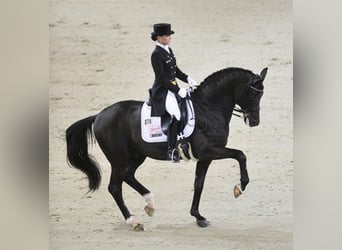 Hanoverian, Stallion, 23 years, 16.2 hh, Black