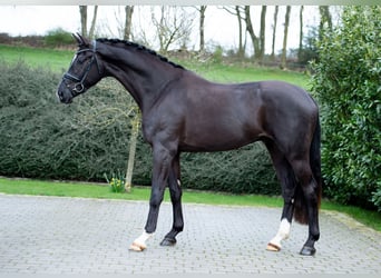 Hanoverian, Stallion, 3 years, 17 hh, Black