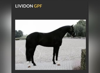 Hanoverian, Stallion, 12 years, 16,2 hh, Black