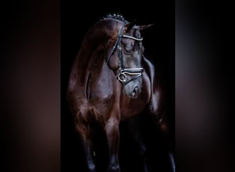 Hanoverian, Stallion, 8 years, 17 hh, Black