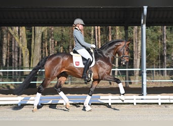 Hanoverian, Stallion, 7 years, 16.3 hh, Brown