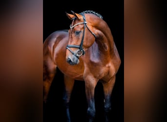 Hanoverian, Stallion, 7 years, 16.3 hh, Brown