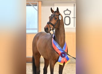 Hanoverian, Stallion, 8 years, 16.1 hh, Brown