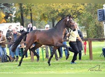 Hanoverian, Stallion, 8 years, 16.1 hh, Brown
