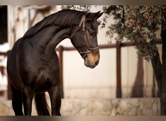 Hanoverian, Stallion, 5 years, 17 hh, Brown