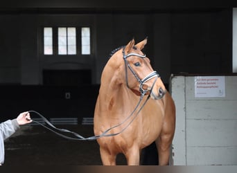 Hanoverian, Stallion, 6 years, 16.1 hh, Brown