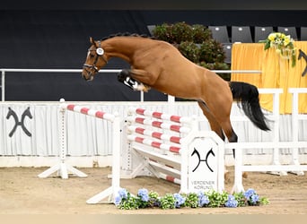 Hanoverian, Stallion, 3 years, 16,1 hh, Brown