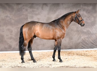 Hanoverian, Stallion, 4 years, 17 hh, Brown