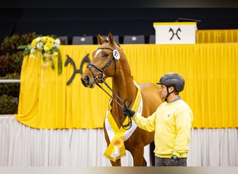 Hanoverian, Stallion, 3 years, 16,1 hh, Brown