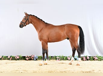 Hanoverian, Stallion, 3 years, 16,1 hh, Brown