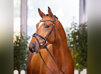 Hanoverian, Stallion, 3 years, 16,1 hh, Brown