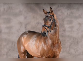 Hanoverian, Stallion, 4 years, 17 hh, Brown