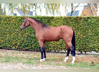 Hanoverian, Stallion, 10 years, 17 hh, Brown
