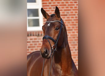 Hanoverian, Stallion, 7 years, 17.1 hh, Brown