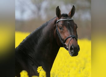 Hanoverian, Stallion, 22 years, 16.1 hh, Brown