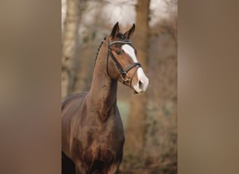 Hanoverian, Stallion, 19 years, 16 hh, Brown