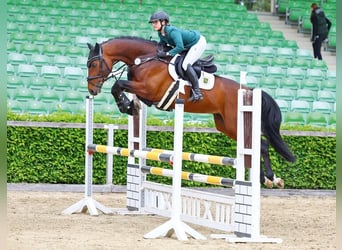 Hanoverian, Stallion, 5 years, 16 hh, Brown