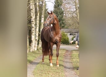 Hanoverian, Stallion, 19 years, 16.2 hh, Chestnut