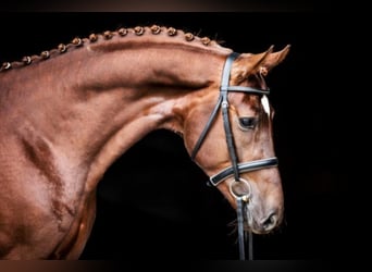 Hanoverian, Stallion, 11 years, 17 hh, Chestnut