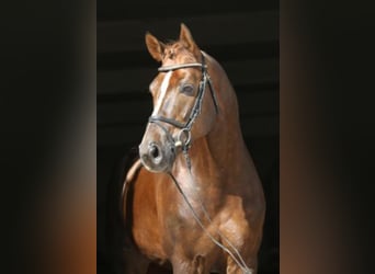 Hanoverian, Stallion, 19 years, 16.2 hh, Chestnut