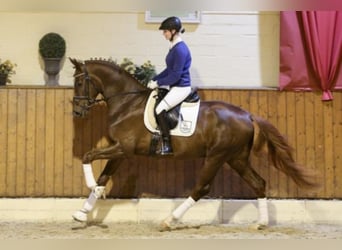 Hanoverian, Stallion, 11 years, 17 hh, Chestnut