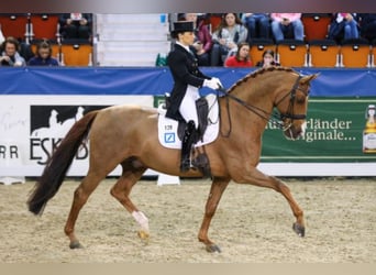Hanoverian, Stallion, 21 years, 16.2 hh, Chestnut