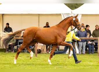 Hanoverian, Stallion, 4 years, 16.3 hh, Chestnut-Red