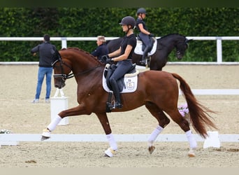 Hanoverian, Stallion, 7 years, 16.2 hh, Chestnut-Red