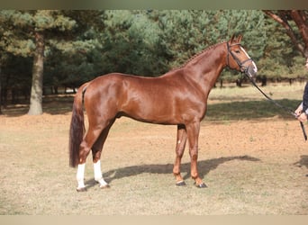 Hanoverian, Stallion, 19 years, 16.2 hh, Chestnut-Red